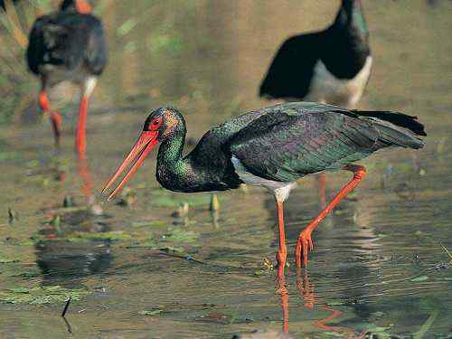 黑鹳爱上灵丘县自然保护区