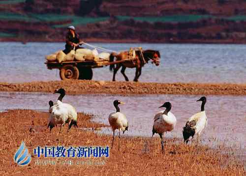 鹤痴”教师王高祥