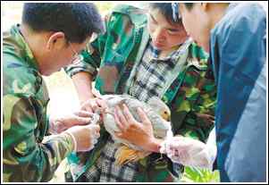 我国首个野化放飞朱鹮家族育后代两幼鸟接受体检