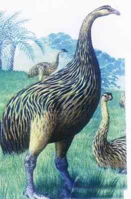 19、20世纪灭绝的动物