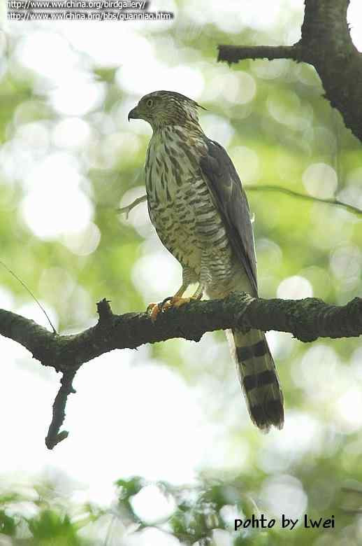 云南猛禽识别——鹰，鹞，黑翅鸢（一）