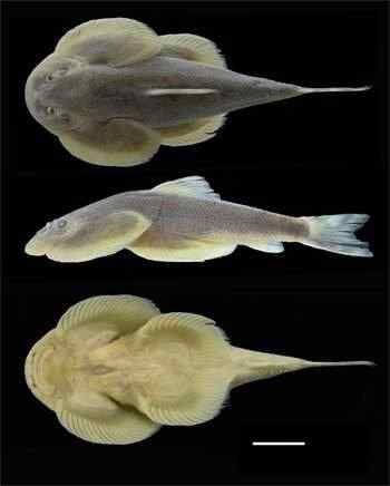 李仙江流域发现华吸鳅新种——李仙江华吸鳅和大口华吸鳅