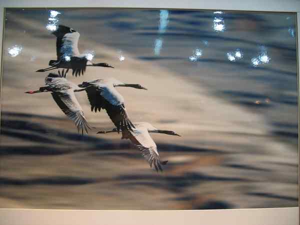 云南昭通黑颈鹤摄影展开幕式暨“中国黑颈鹤之乡”授牌仪式在昆明举行