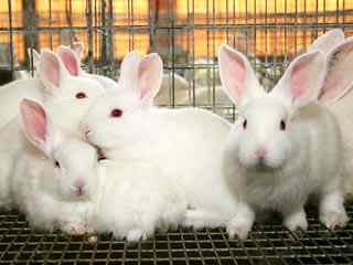 动物的性爱！—— 令人惊叹还是嫉妒