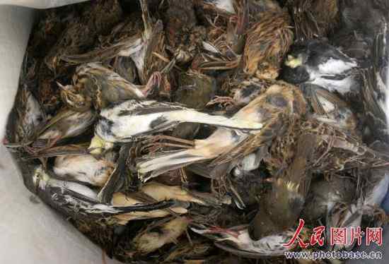 秦皇岛放飞3万多只获救野生鸟类