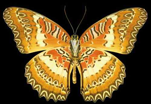 美刊评出八大最美蝴蝶枯叶蝶化身落叶 美刊评出八大最美蝴蝶枯叶蝶化身落叶