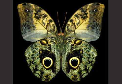 美刊评出八大最美蝴蝶枯叶蝶化身落叶 美刊评出八大最美蝴蝶枯叶蝶化身落叶