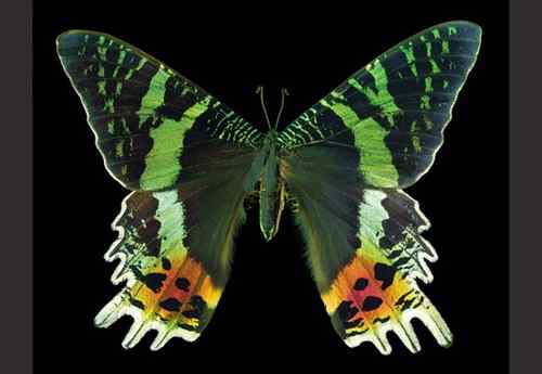 美刊评出八大最美蝴蝶枯叶蝶化身落叶 美刊评出八大最美蝴蝶枯叶蝶化身落叶