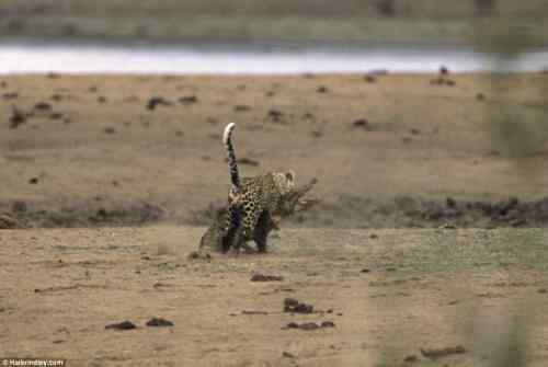 摄影师拍到非洲猎豹猎杀鳄鱼瞬间