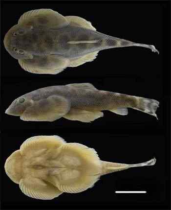 李仙江流域发现华吸鳅新种——李仙江华吸鳅和大口华吸鳅