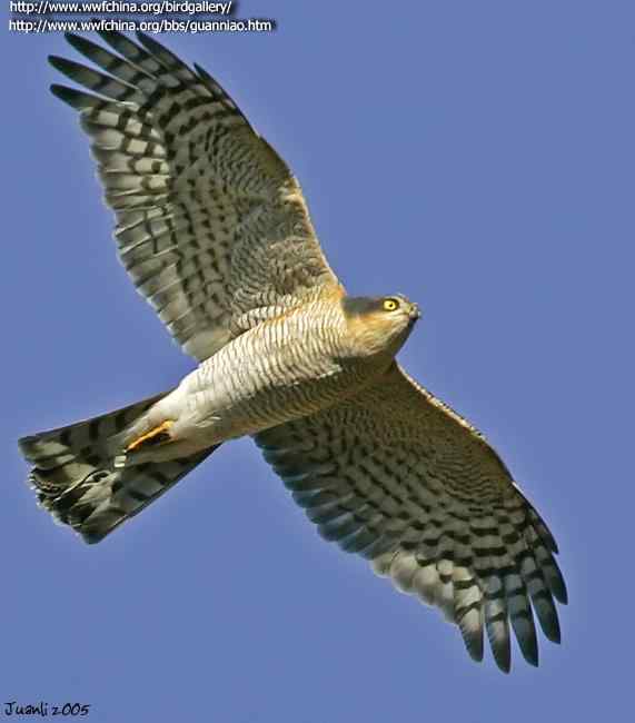 云南猛禽识别——鹰，鹞，黑翅鸢（一）