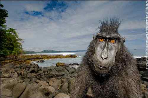 2008年度野外生态摄影大赛获奖作品