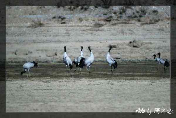 香格里拉纳帕海自然保护区越冬黑颈鹤先头部队到达