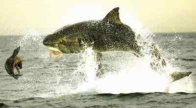 鲨鱼将被人类吃光 9种鲨鱼将濒危