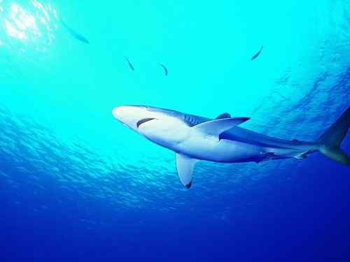 人类关于动物界的几大误解