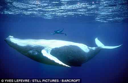 英国摄影师与驼背鲸海中共舞