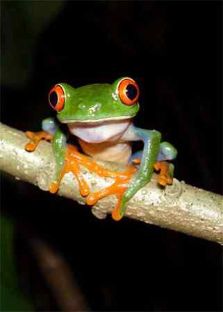 哥斯达黎加发现世界上最罕见的树蛙
