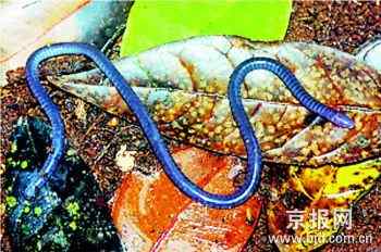 十大濒危两栖动物排行榜——娃娃鱼最长寿最奇特最濒危