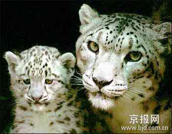 随着自然和生态环境恶化雪豹面临生存危机 随着自然和生态环境恶化雪豹面临生存危机