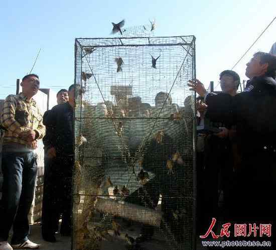 秦皇岛放飞3万多只获救野生鸟类