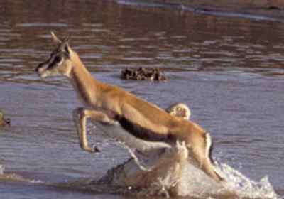 动物咬合力排行:鳄鱼攻击力不如老虎猎豹