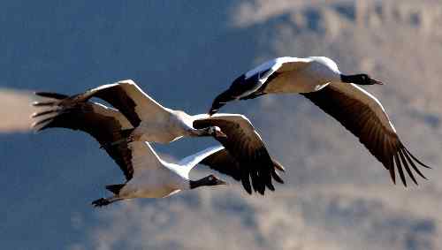 西藏：黑颈鹤数量逐年增多