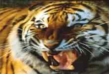 中国虎类 东北虎