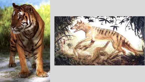 19、20世纪灭绝的动物