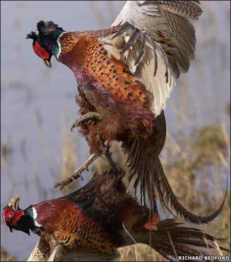 2009年英国BirdGuides鸟类摄影大赛获奖作品——斗鸡