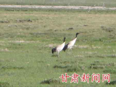 尕海 国家一级保护动物黑颈鹤创历史之最