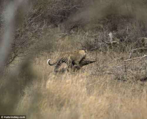 摄影师拍到非洲猎豹猎杀鳄鱼瞬间