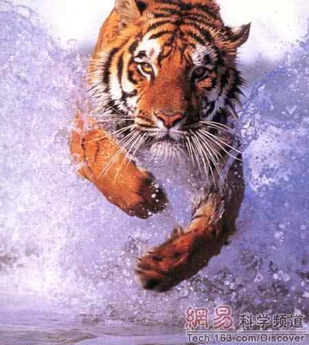 虎和狮子到底谁是万兽之王? 虎和狮子到底谁是万兽之王?