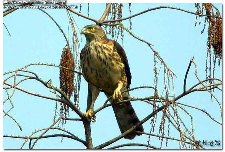 云南猛禽识别——鹰，鹞，黑翅鸢（一）