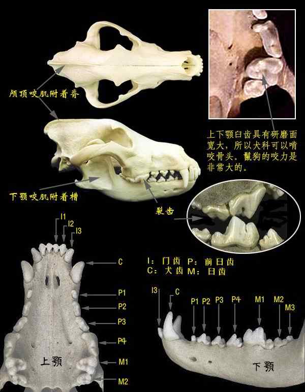 动物咬合力排行:鳄鱼攻击力不如老虎猎豹