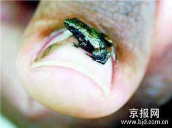 十大濒危两栖动物排行榜——娃娃鱼最长寿最奇特最濒危