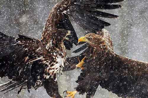 2008年度野外生态摄影大赛获奖作品