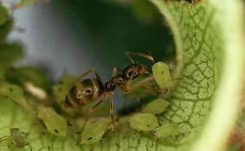 英报刊登令人惊叹的奇妙蚂蚁世界照片