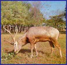 江苏大丰被正式确认为“中国麋鹿之乡”