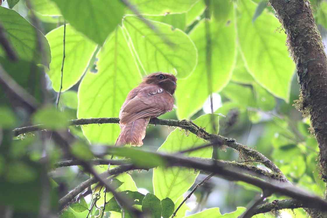 黑顶蛙嘴夜鹰在国内再次发现