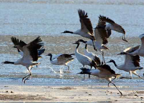 西藏：黑颈鹤数量逐年增多