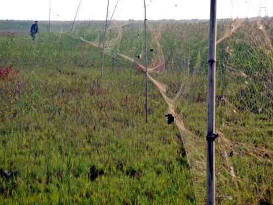 天津北大港水库湿地 爱鸟人士战斗日记之三