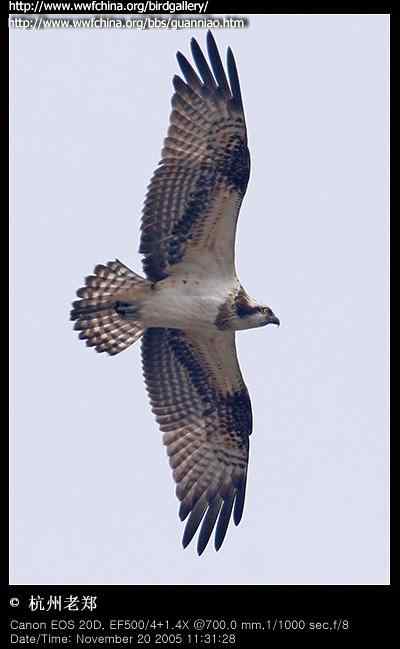 云南猛禽的识别——鵟，鵟鹰，鸢和鹗（三）