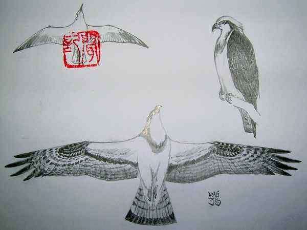 云南猛禽的识别——鵟，鵟鹰，鸢和鹗（三）