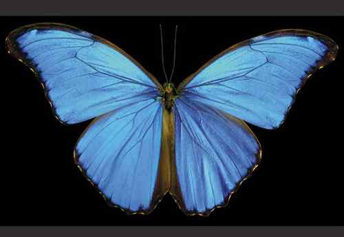 美刊评出八大最美蝴蝶枯叶蝶化身落叶 美刊评出八大最美蝴蝶枯叶蝶化身落叶