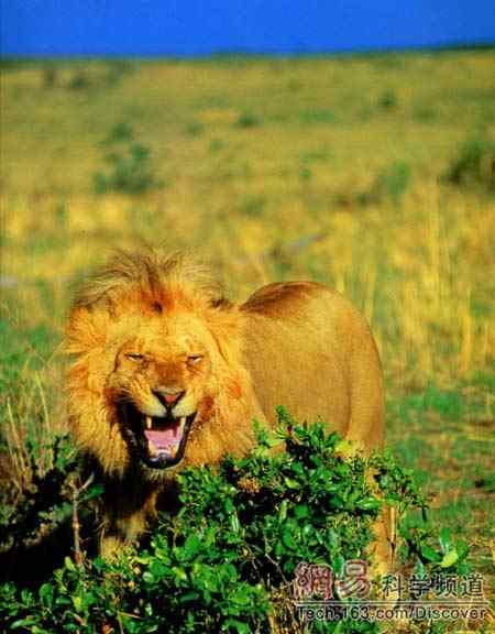 虎和狮子到底谁是万兽之王? 虎和狮子到底谁是万兽之王?