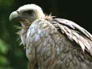 隼形目猛禽的分类