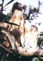 隼形目猛禽的分类