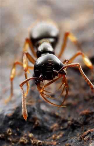 美刊精彩图片揭秘奇妙蚂蚁王国