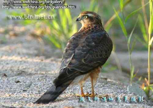 云南猛禽识别——鹰，鹞，黑翅鸢（一）