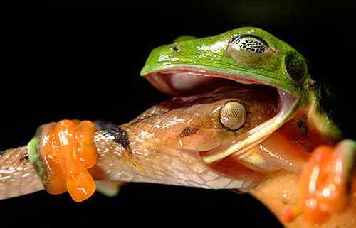 2008年度野外生态摄影大赛获奖作品